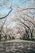 麻豆传媒人物-麻豆传媒人物，多元领域中的独特风景